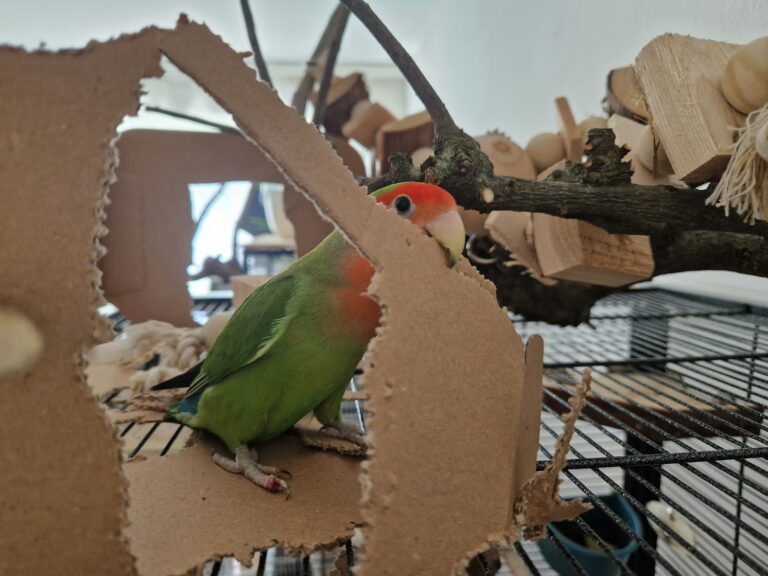 Agapornidenweibchen, welches auf seinem Käfig an Karton herumbeisst